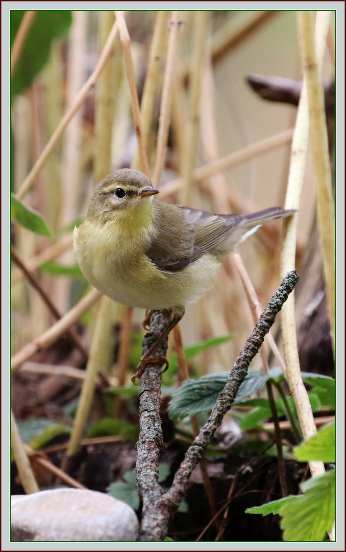 Fitis Pouillot (phylloscopus trochilus) Willow warbler / Fitis Lui grosso