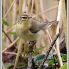 Fitis Pouillot (phylloscopus trochilus) Willow warbler / Fitis Lui grosso