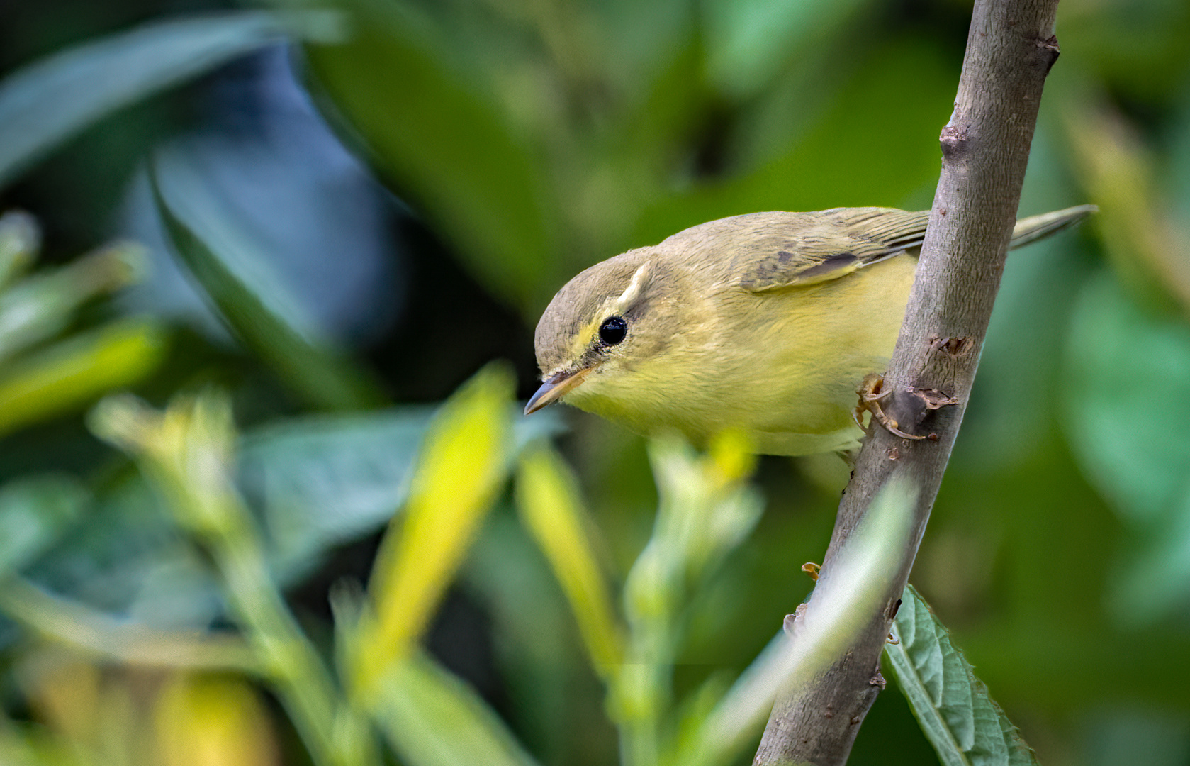 "FITIS" vermutlich Jungvogel