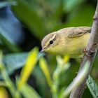 "FITIS" vermutlich Jungvogel