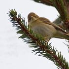 Fitis, Waldlaubsänger oder...... ??????