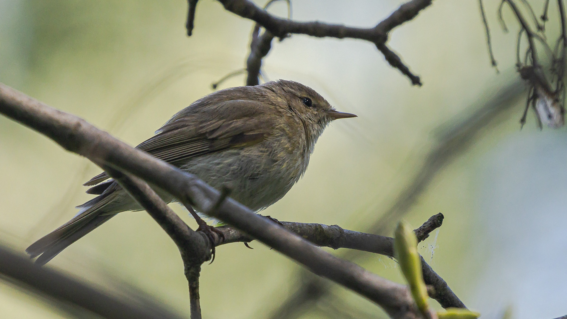 Fitis, Zilp Zalp, oder ein anderer Singvogel