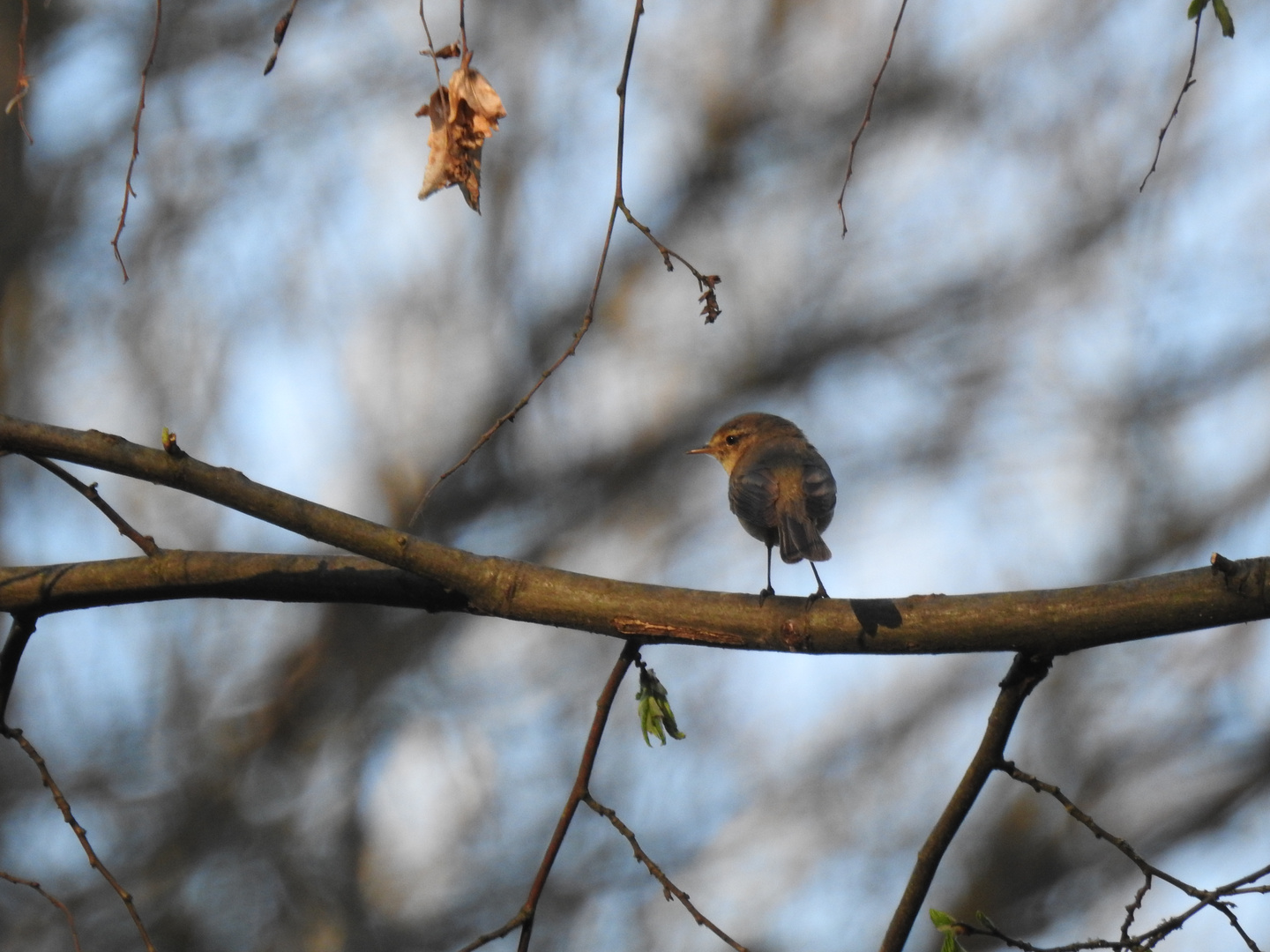 Fitislaubsaenger(Phylloscopus trochilus).