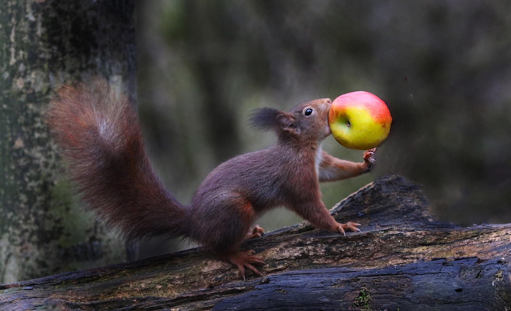 Fitness Hörnchen