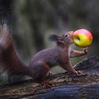 Fitness Hörnchen