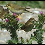 Fitslaubsängertreff auf Kratzdistel