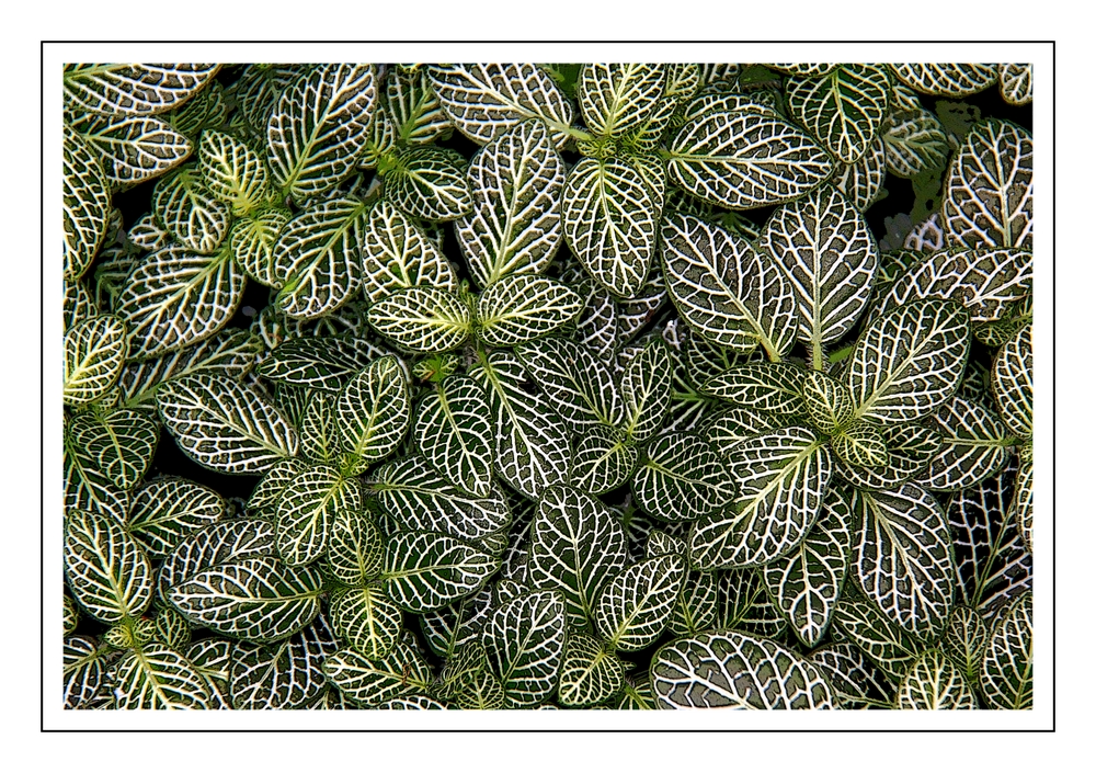 Fittonia, Variation 1