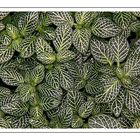 Fittonia, Variation 1