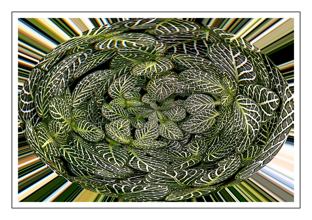 Fittonia, Variation 5