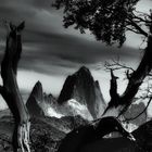 fitz roy ...