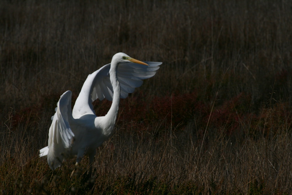 fiume albegna airone bianco