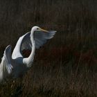 fiume albegna airone bianco