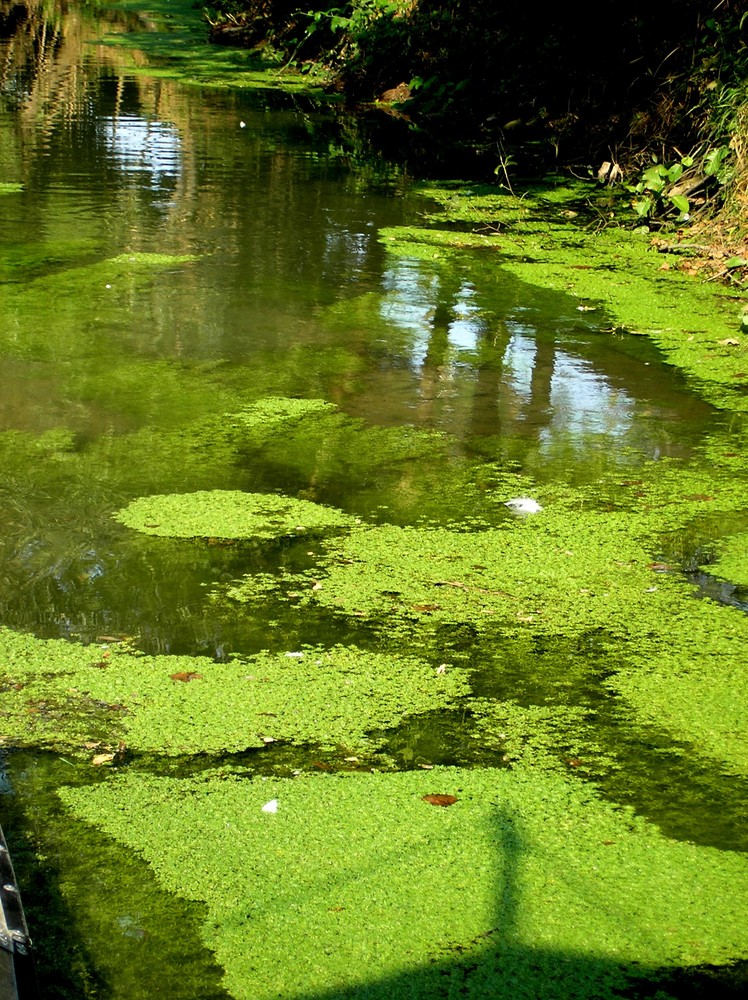 fiume PO a Villafranca .P