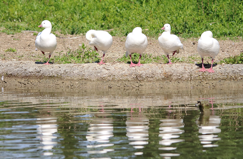 Five in line