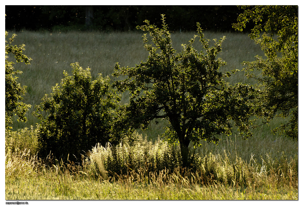 five-minutes-to-sundown-in-neckarwyoming