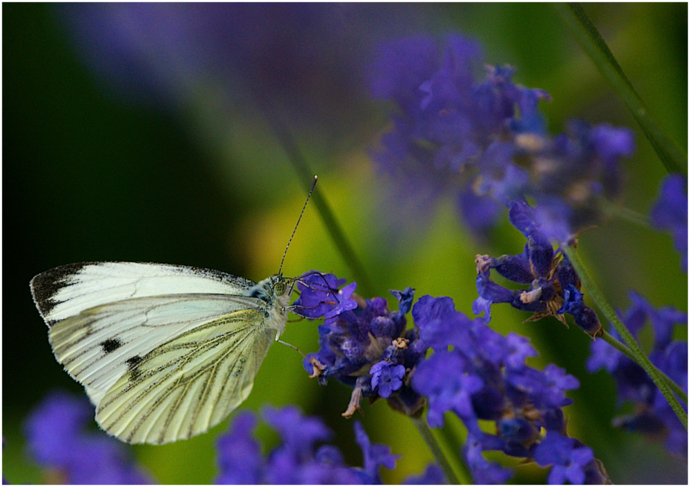 Five O'Clock Lavender