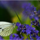 Five O'Clock Lavender