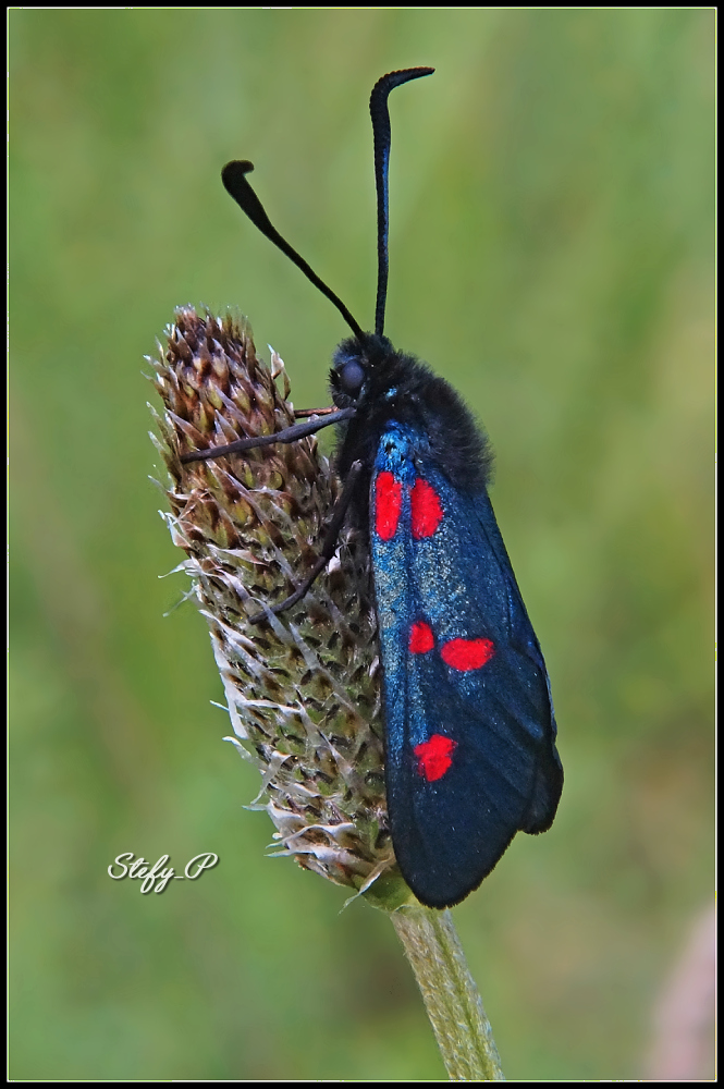 Five-spot
