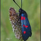 Five-spot