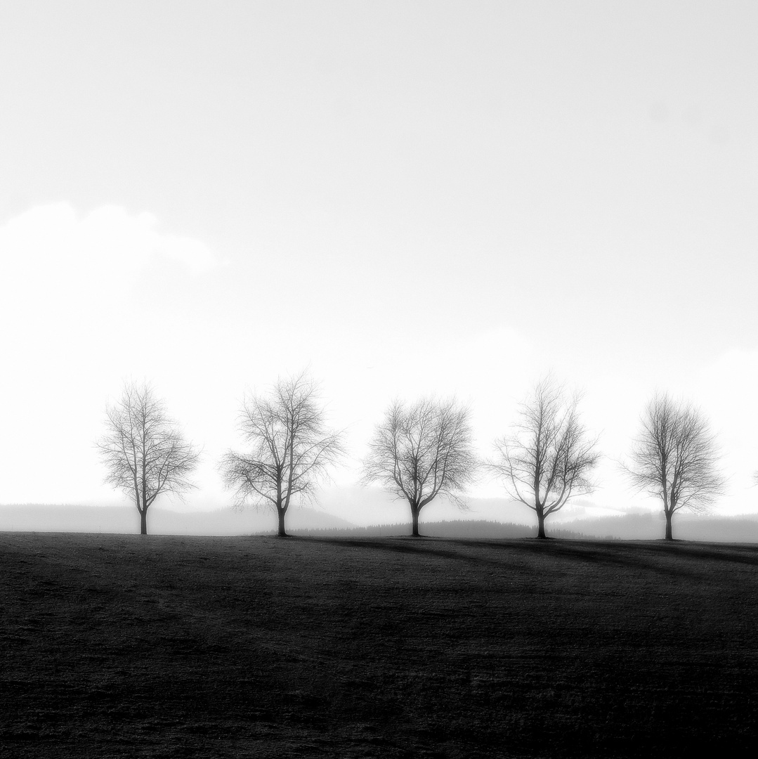 five trees