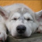 five weeks old siberian husky ....