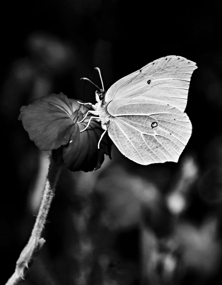 Fixer Zitronenfalter Foto &amp; Bild | spezial, natur, insekten Bilder auf ...