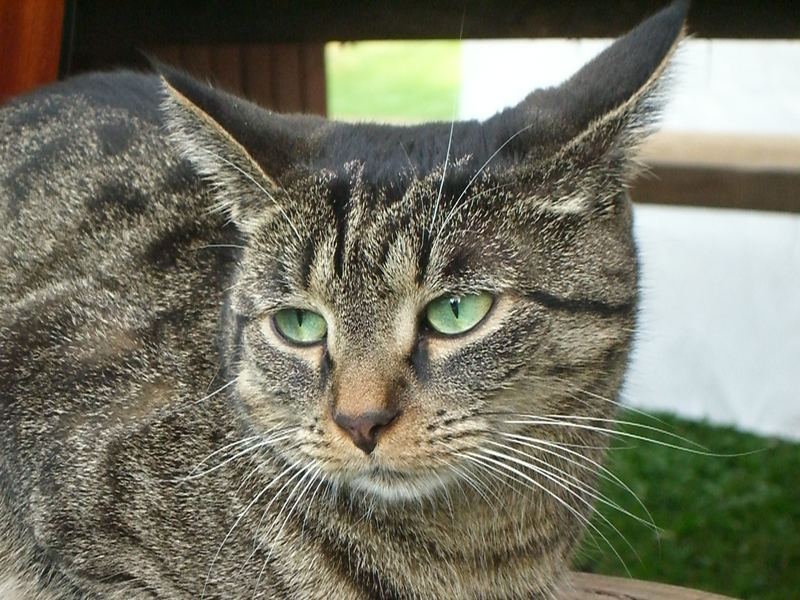 Fixierter Blick auf den Gegner