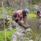 Fixing paddies for the planting season