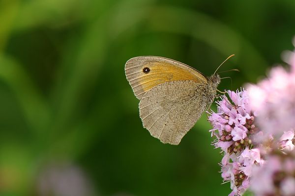 FJ3_Kleines Wiesenvögelchen