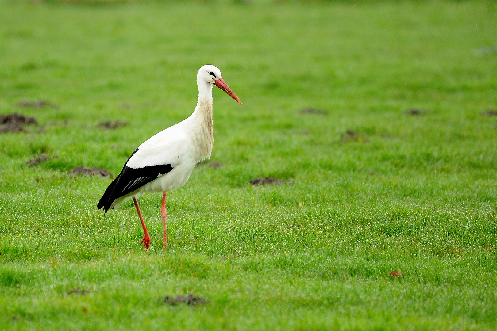 FJ3_Storch im Regen 