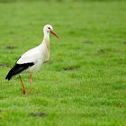 FJ3_Storch im Regen 