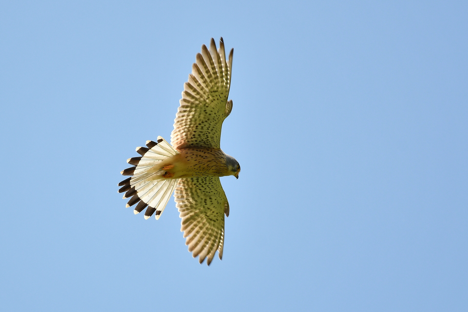 FJ5_Falkenflug