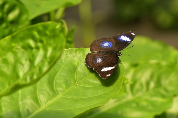 FJ5_Gewöhnliche Eierfliege (Hypolimanas bolina)
