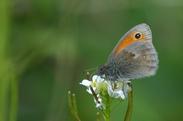FJ5_Kleines Wiesenvögelchen
