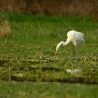 FJ5_Silberreiher bei der Nahrungsuche