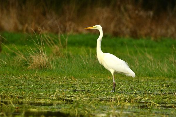 FJ5_Silberreiher im Biotop