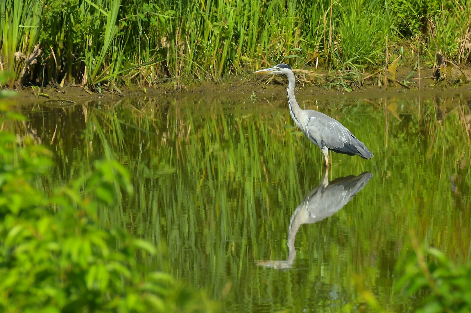 FJ5_Stehend im ruhigen Wasser