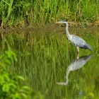 FJ5_Stehend im ruhigen Wasser