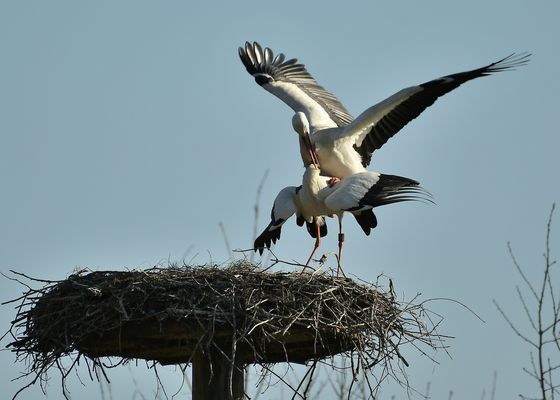 FJ5_Storchpaarung