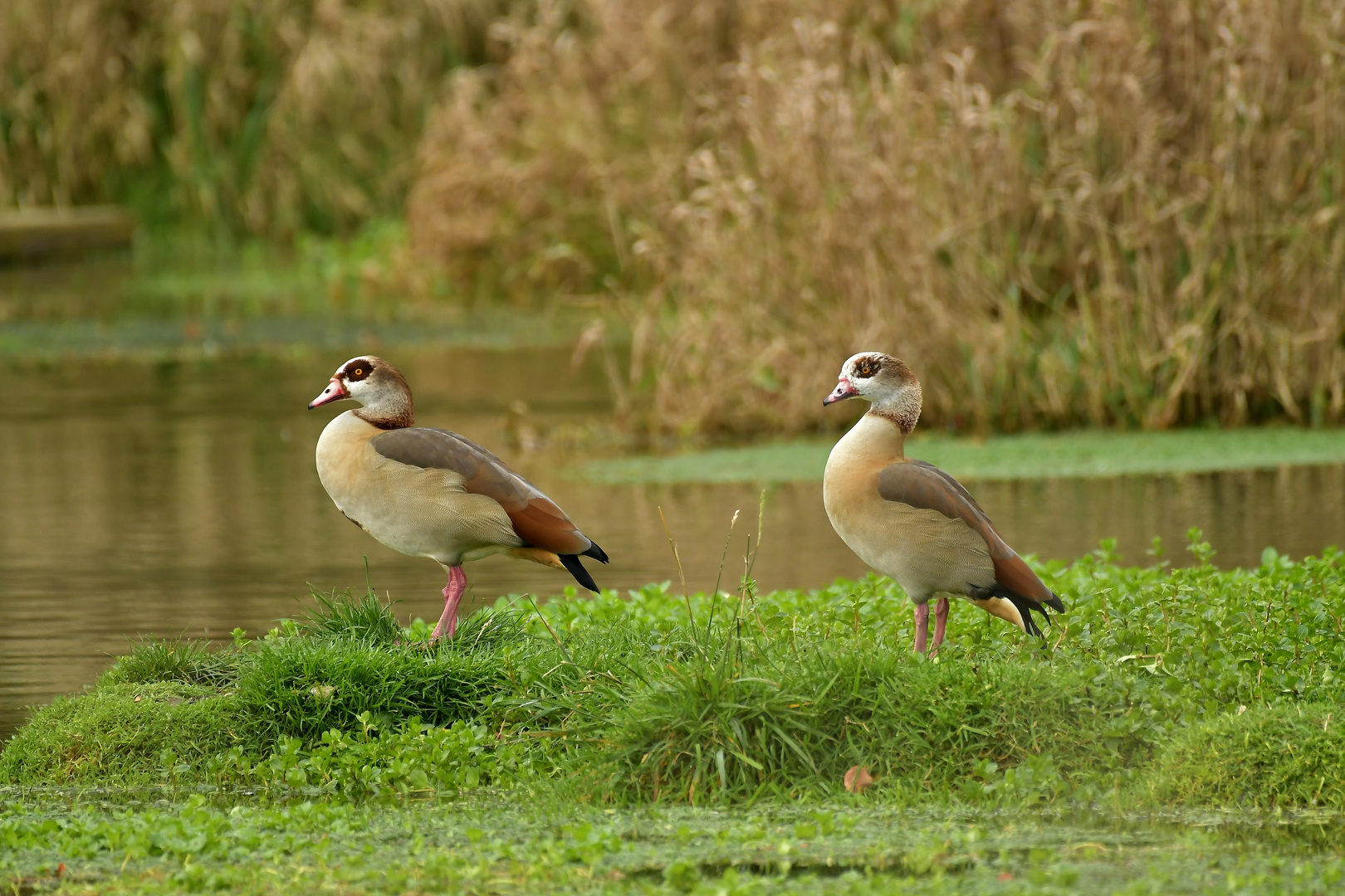 FJ5_Vertrautes Paar Nilgänse