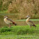 FJ5_Vertrautes Paar Nilgänse