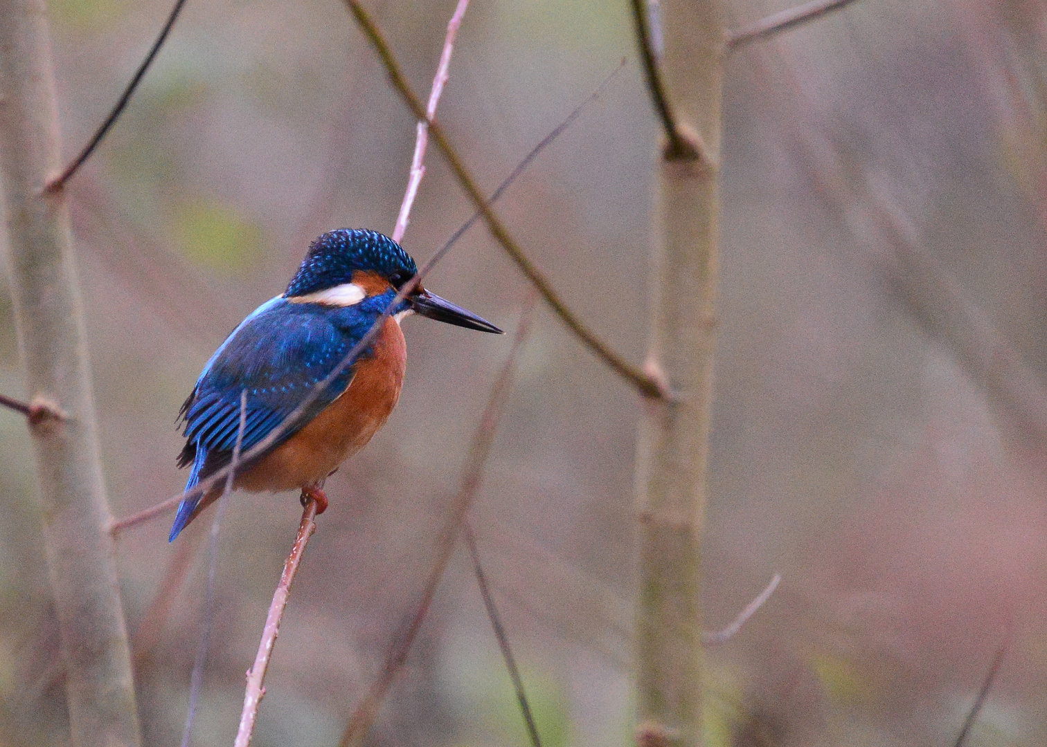 FJ6_Eisvogel ( männlich )