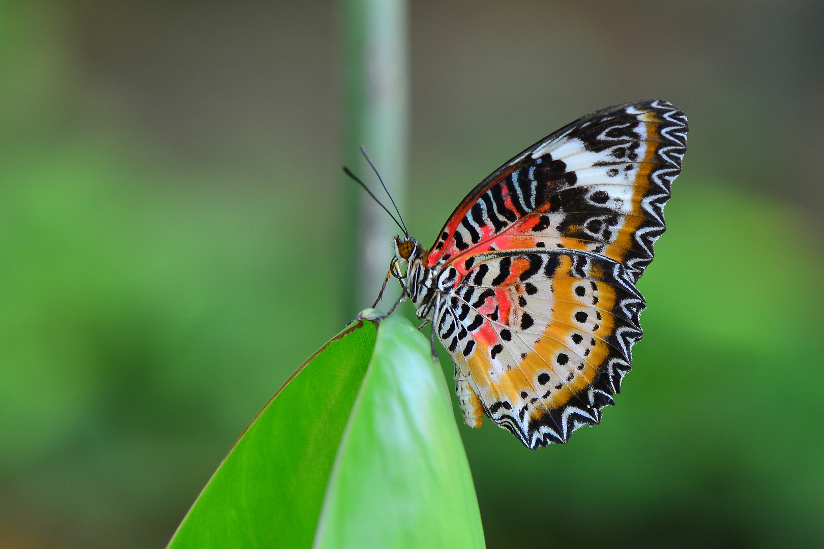 FJ6_Leoparden-Netzflügler ( Cethosia syane)