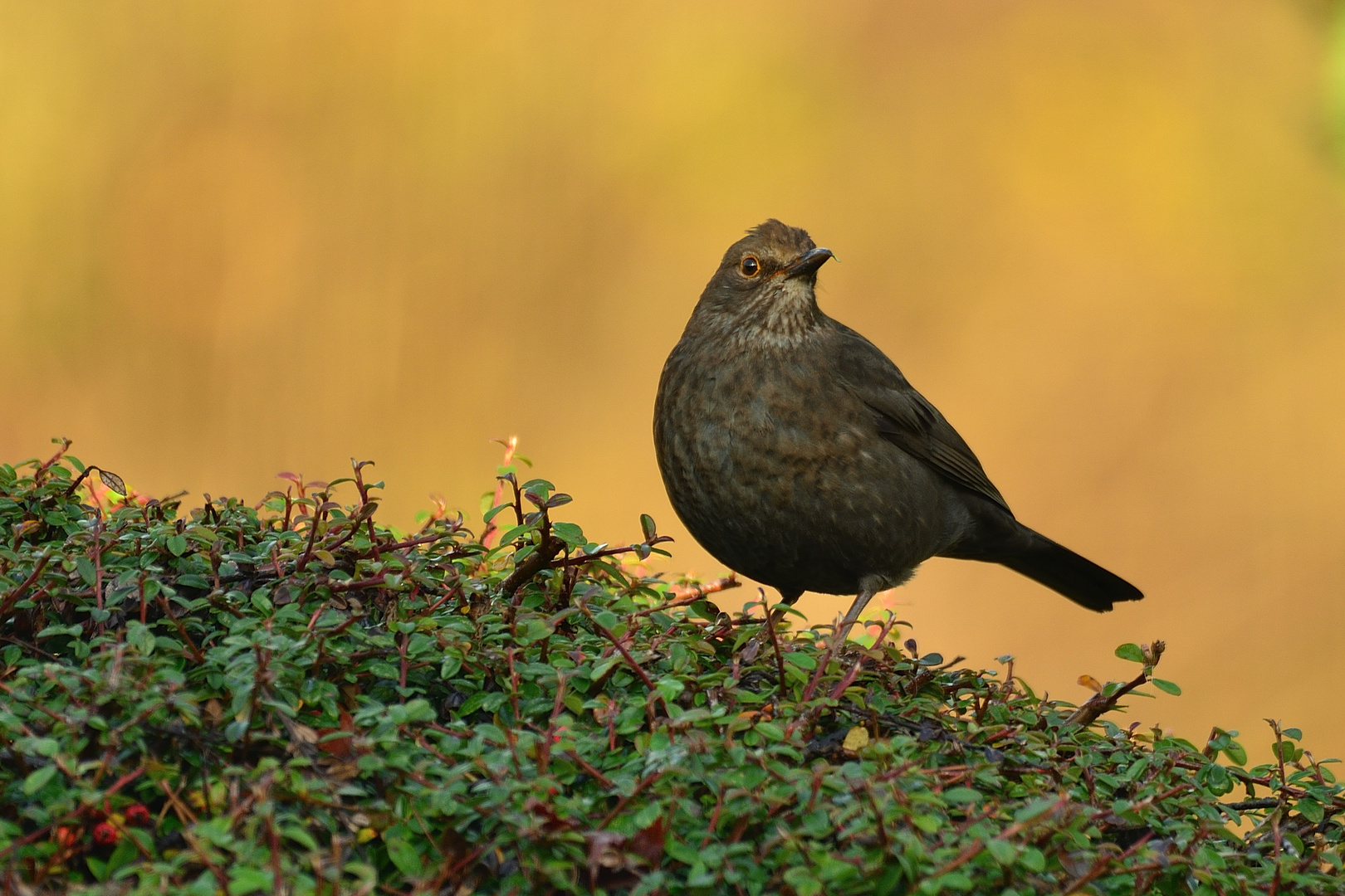 FJ8_Amsel (W)