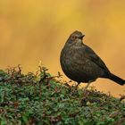 FJ8_Amsel (W)