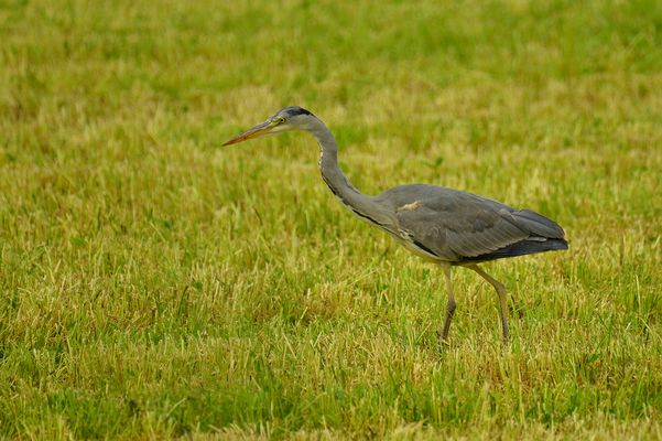 FJ8_Graureiher auf der Suche