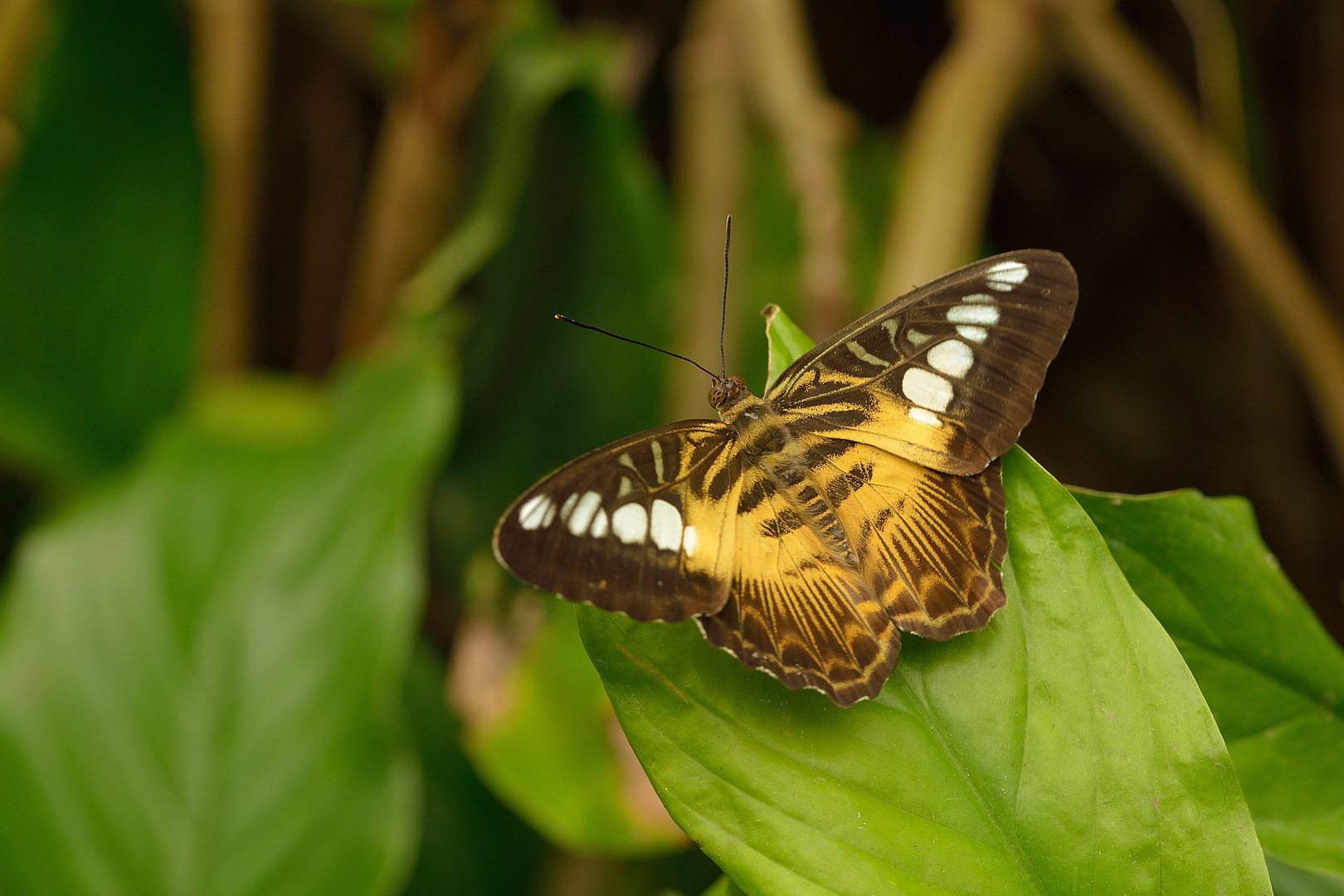 FJ8_Scheckerfalter oder Segler (Parthenos Sylvia)