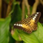 FJ8_Scheckerfalter oder Segler (Parthenos Sylvia)