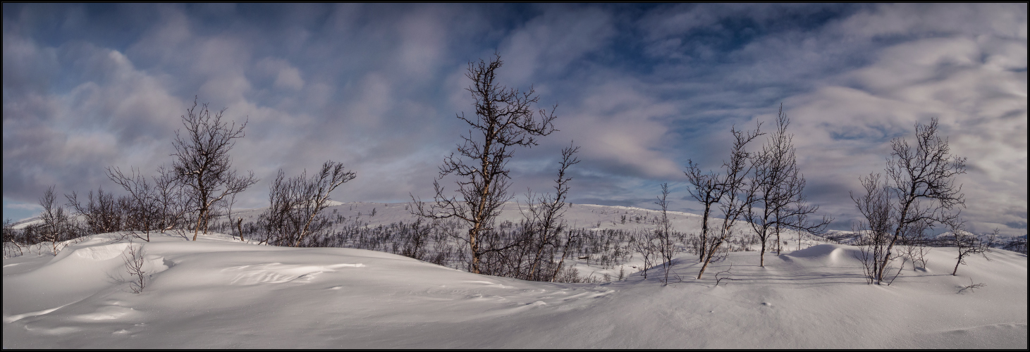 fjällbjörkskog