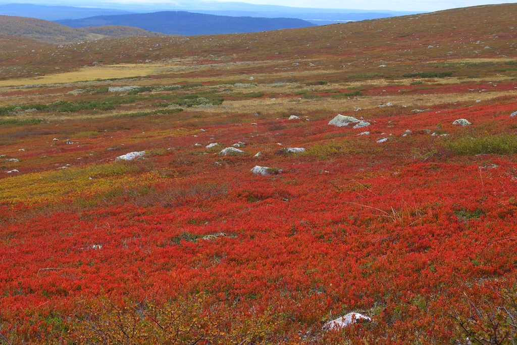 Fjällcharakter vom Feinsten